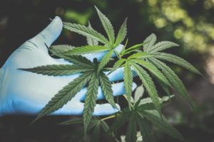 Cannabis Industry Growth Potential for 2022